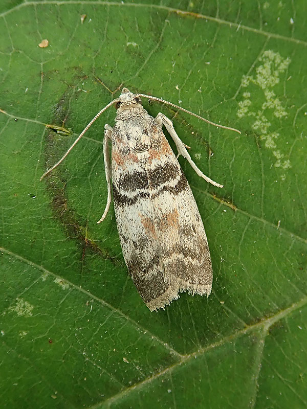 Pyralidae? S, Sciota rhenella